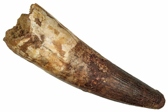 Fossil Spinosaurus Tooth - Composite Tooth #336011